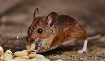 24 Hour & Emergency Exterminators in Colorado Springs, CO
